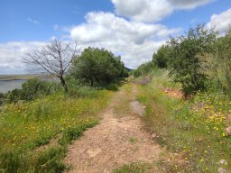 Flora del Cerro Masatrigo